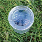 GEOSAFARI INSECT OBSERVATION JAR - EDUCATIONAL INSIGHTS (ESP5111-UK)