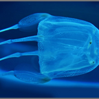 PROIECTOR TIP LANTERNA - CELE MAI PERICULOASE ANIMALE - BRAINSTORM (E4007)