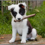 PROIECTOR TIP LANTERNA - CATELUSI DRAGUTI - BRAINSTORM (E4011)