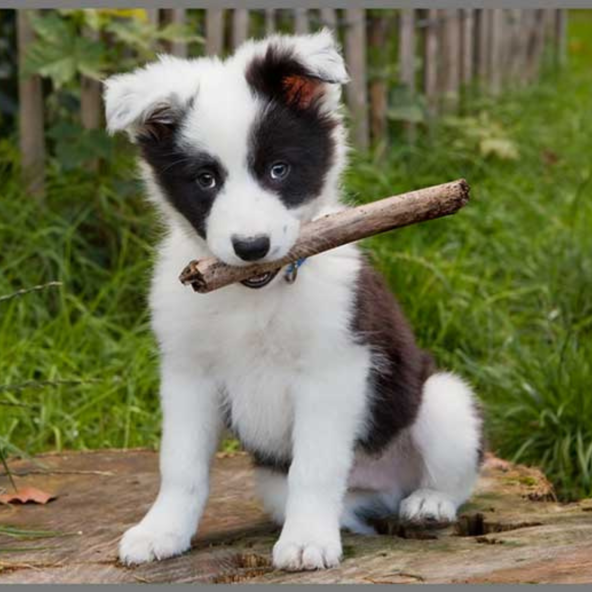 PROIECTOR TIP LANTERNA - CATELUSI DRAGUTI - BRAINSTORM (E4011)