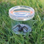 GEOSAFARI INSECT OBSERVATION JAR - EDUCATIONAL INSIGHTS (ESP5111-UK)