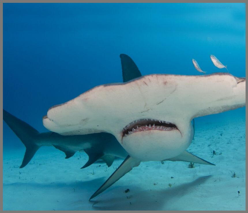 PROIECTOR TIP LANTERNA - RECHINI PERICULOSI - BRAINSTORM (E4001)