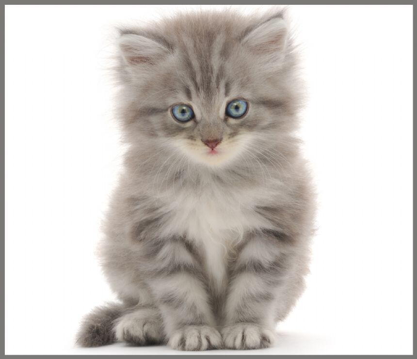 PROIECTOR TIP LANTERNA - ANIMALUTE DRAGALASE - BRAINSTORM (E4002)