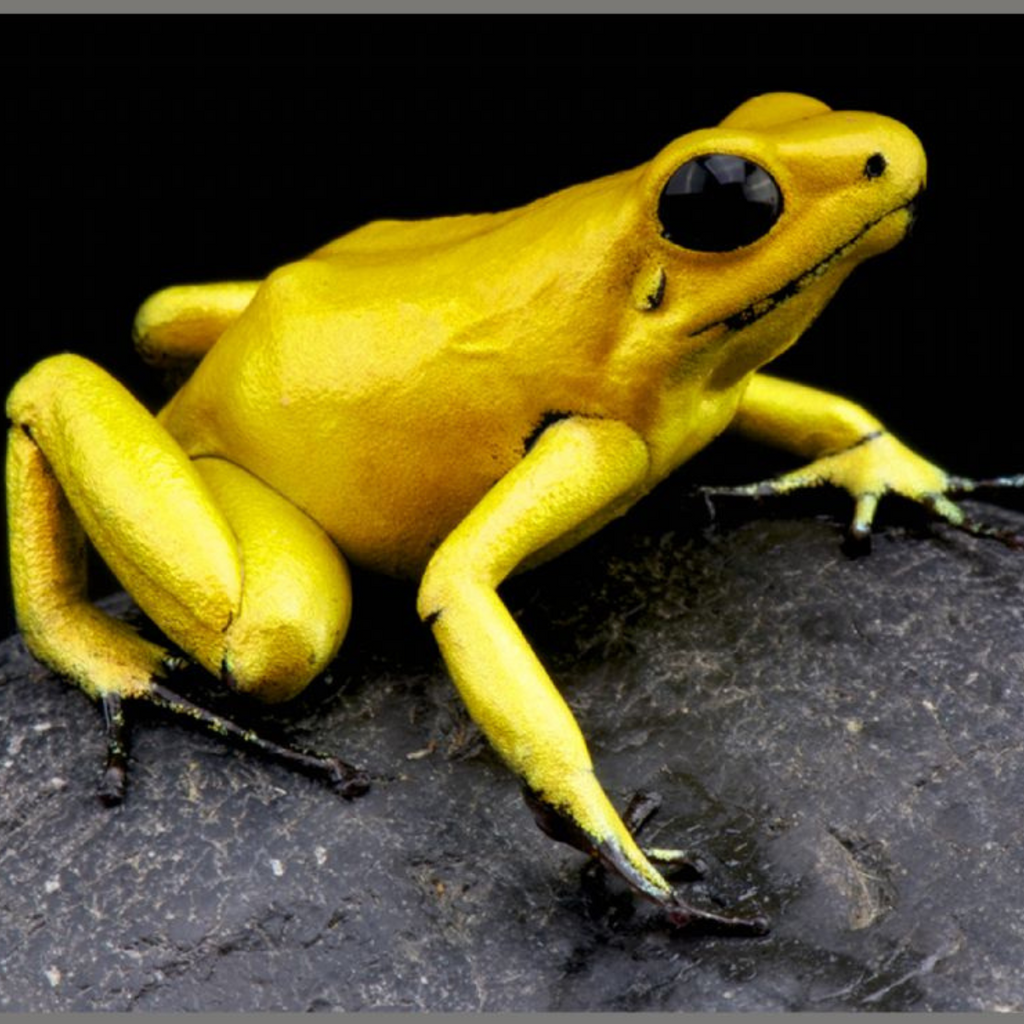 PROIECTOR TIP LANTERNA - CELE MAI PERICULOASE ANIMALE - BRAINSTORM (E4007)