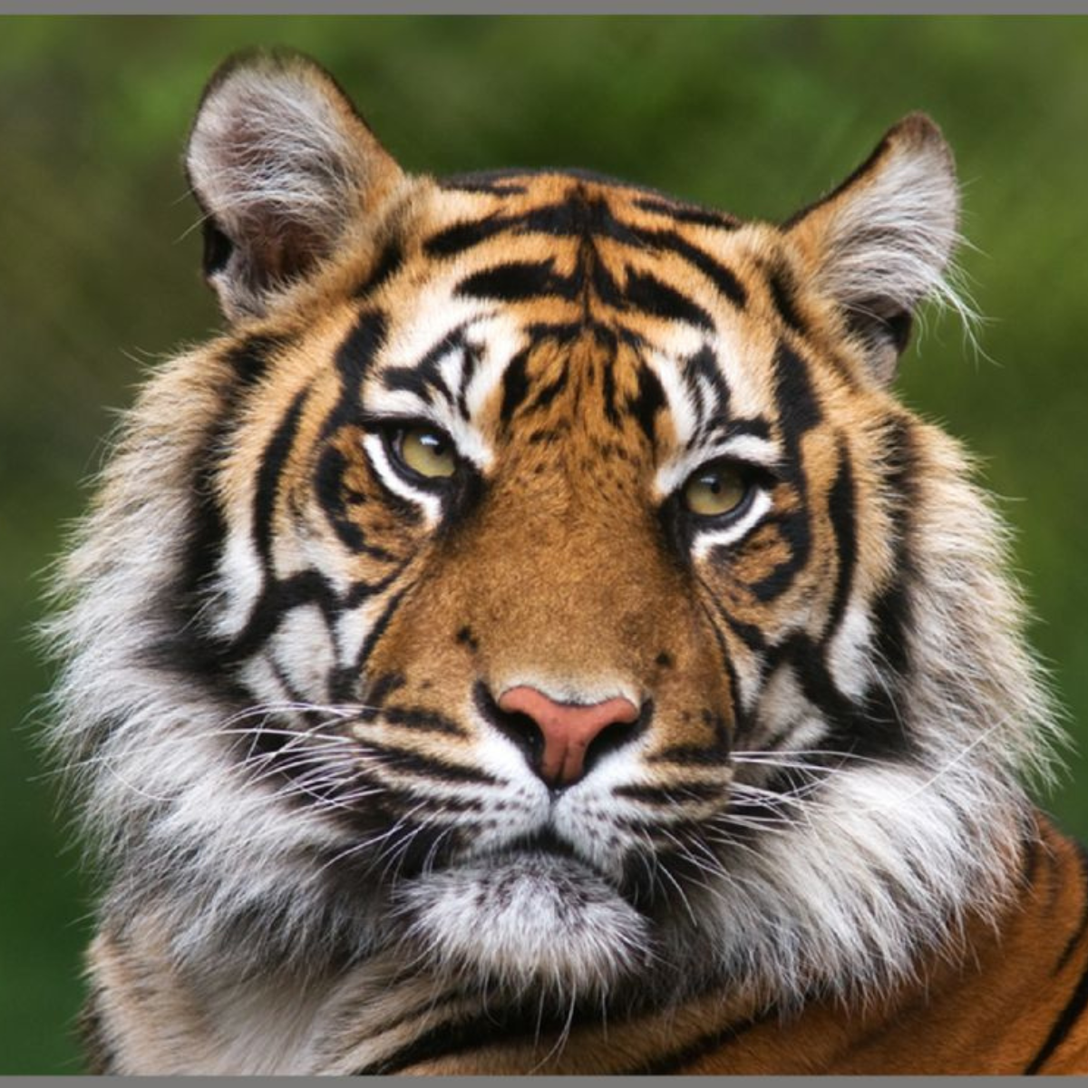 PROIECTOR TIP LANTERNA - CELE MAI PERICULOASE ANIMALE - BRAINSTORM (E4007)