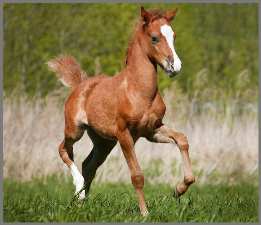 PROIECTOR TIP LANTERNA - ANIMALUTE DRAGALASE - BRAINSTORM (E4002)