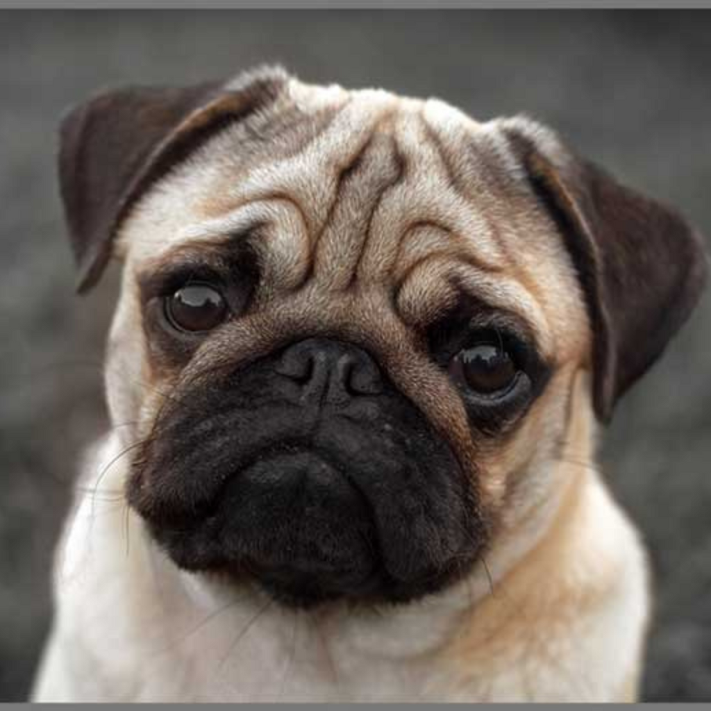 PROIECTOR TIP LANTERNA - CATELUSI DRAGUTI - BRAINSTORM (E4011)