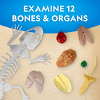 NATIONAL GEOGRAPHIC - CREATIVE LIZARD DISSECTION LAB KIT - NATIONAL GEOGRAPHIC (NG23036)