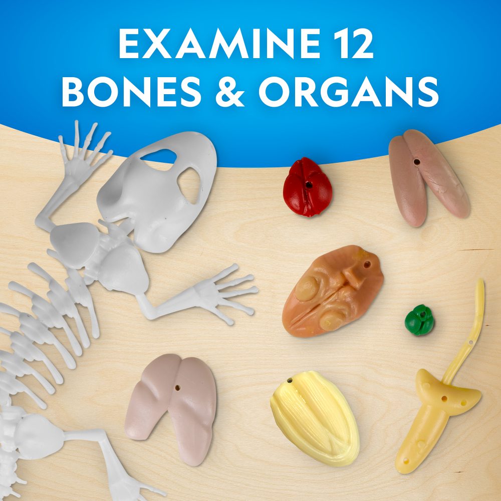 NATIONAL GEOGRAPHIC - CREATIVE LIZARD DISSECTION LAB KIT - NATIONAL GEOGRAPHIC (NG23036)