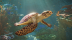 PLANET ZOO 2 (DELUXE EDITION) - PC - STEAM - MULTILANGUAGE - WORLDWIDE