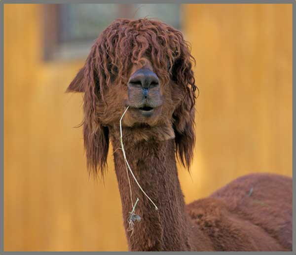 PROIECTOR TIP LANTERNA - DISTRACTIE CU ANIMALUTE - BRAINSTORM (E4010)