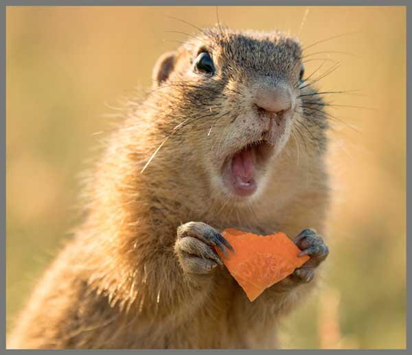 PROIECTOR TIP LANTERNA - DISTRACTIE CU ANIMALUTE - BRAINSTORM (E4010)