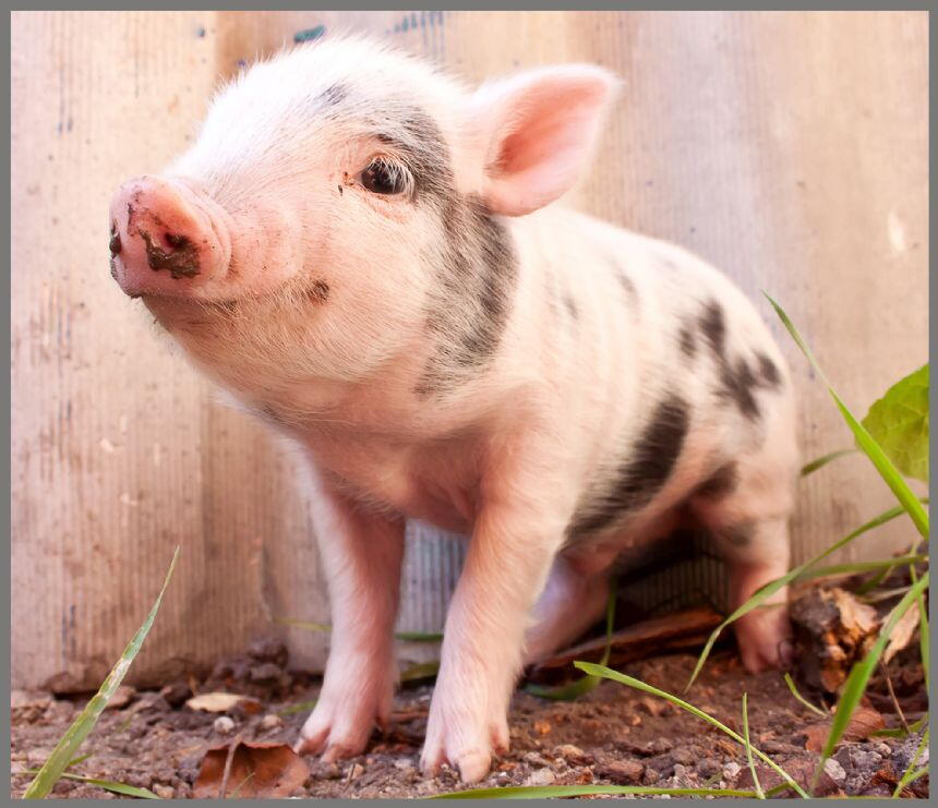 PROIECTOR TIP LANTERNA - ANIMALUTE DRAGALASE - BRAINSTORM (E4002)