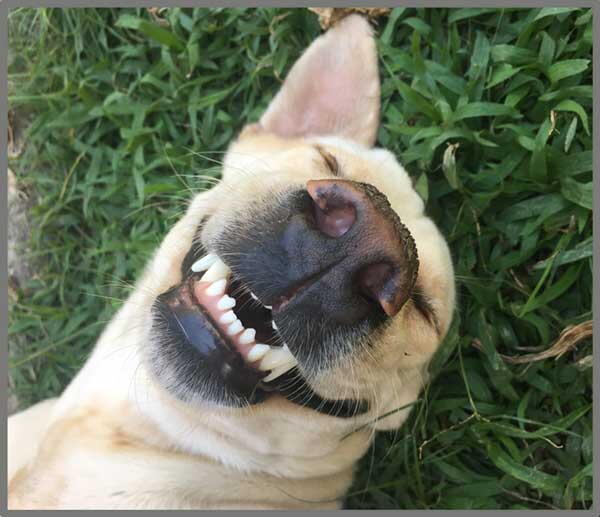 PROIECTOR TIP LANTERNA - DISTRACTIE CU ANIMALUTE - BRAINSTORM (E4010)