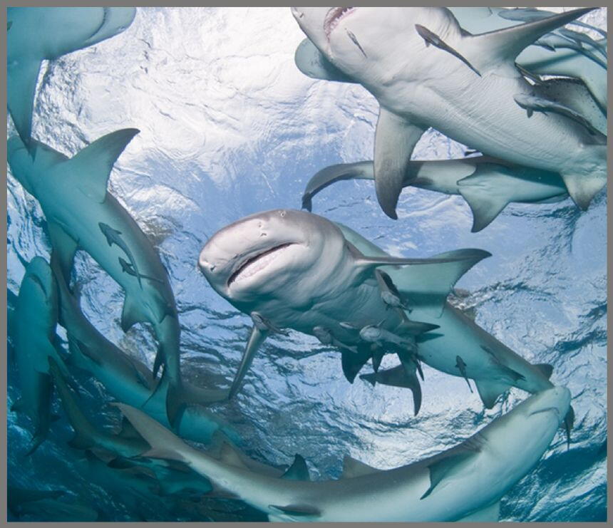 PROIECTOR TIP LANTERNA - RECHINI PERICULOSI - BRAINSTORM (E4001)