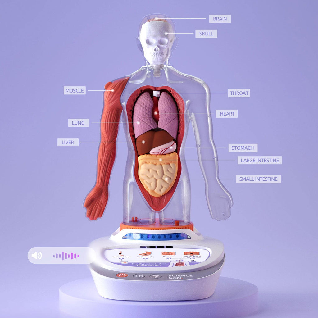 DESCOPERA CORPUL UMAN - ENCICLOPEDIE INTERACTIVA STEAM - SCIENCE CAN (1600222024ig0002)