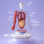 DESCOPERA CORPUL UMAN - ENCICLOPEDIE INTERACTIVA STEAM - SCIENCE CAN (1600222024ig0002)
