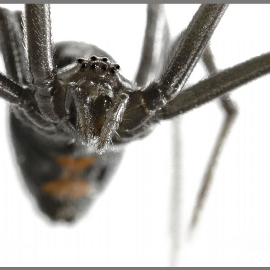 PROIECTOR TIP LANTERNA - CELE MAI PERICULOASE ANIMALE - BRAINSTORM (E4007)