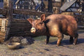 THE ELDER SCROLLS ONLINE - BRISTLEGUT PIGLET + 15 DAYS OF TESO PLUS - PC - OFFICIAL WEBSITE - MULTILANGUAGE - WORLDWIDE - Libelula Vesela - Jocuri video