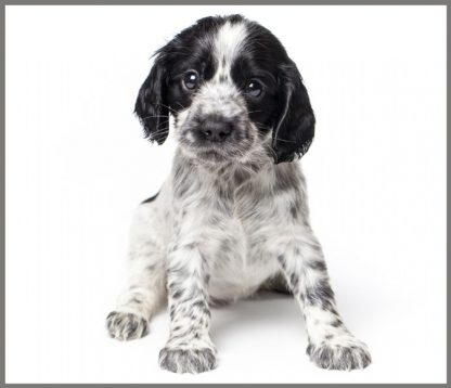 PROIECTOR TIP LANTERNA - ANIMALUTE DRAGALASE - BRAINSTORM (E4002)