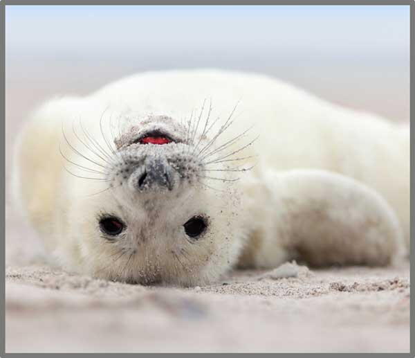 PROIECTOR TIP LANTERNA - DISTRACTIE CU ANIMALUTE - BRAINSTORM (E4010)