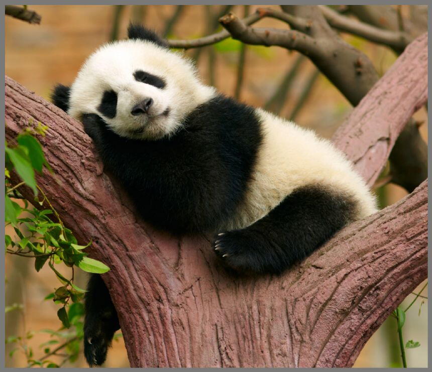 PROIECTOR TIP LANTERNA - ANIMALUTE DRAGALASE - BRAINSTORM (E4002)