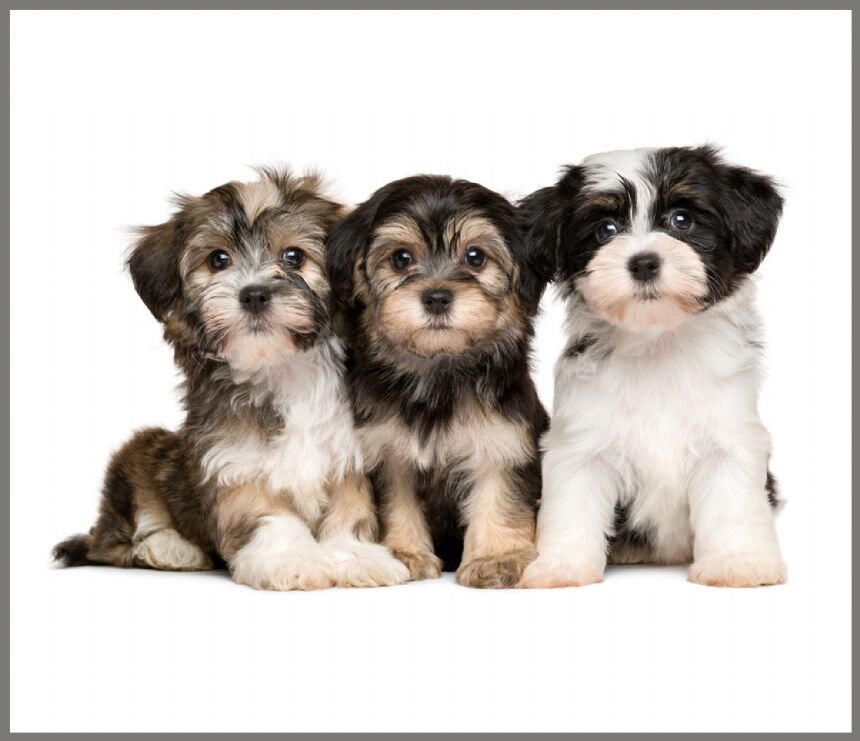 PROIECTOR TIP LANTERNA - ANIMALUTE DRAGALASE - BRAINSTORM (E4002)