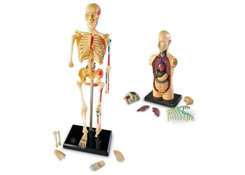 SET MACHETE - ANATOMIE - LEARNING RESOURCES (LER3338)