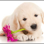 PROIECTOR TIP LANTERNA - CATELUSI DRAGUTI - BRAINSTORM (E4011)