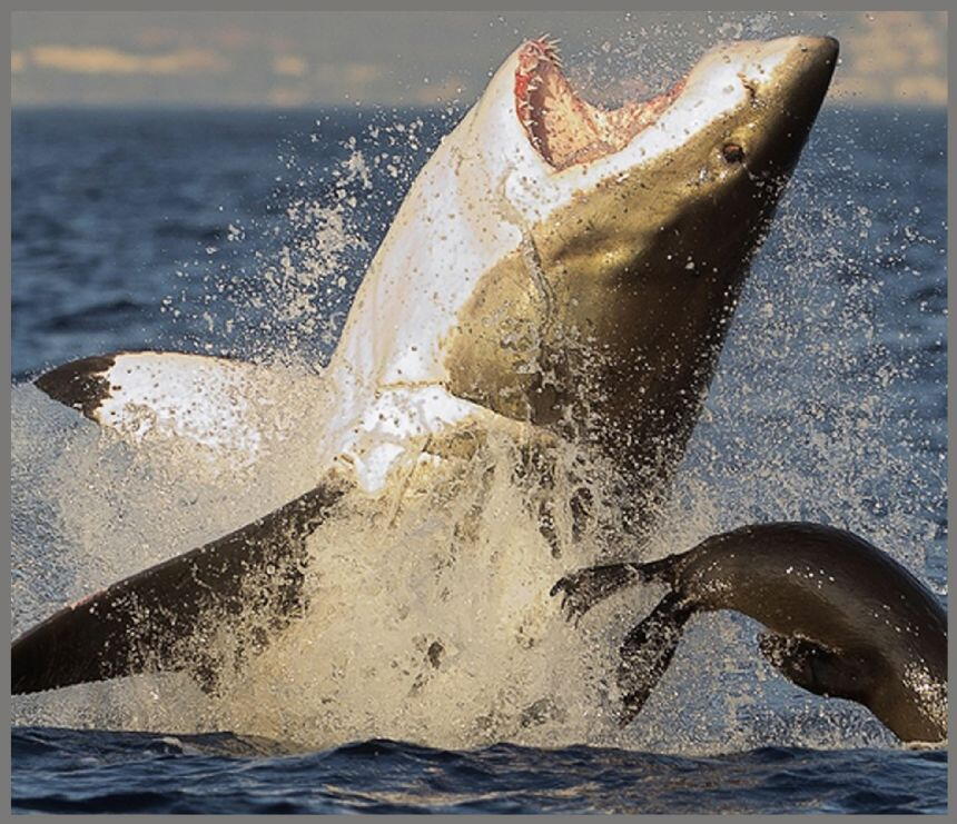 PROIECTOR TIP LANTERNA - RECHINI PERICULOSI - BRAINSTORM (E4001)