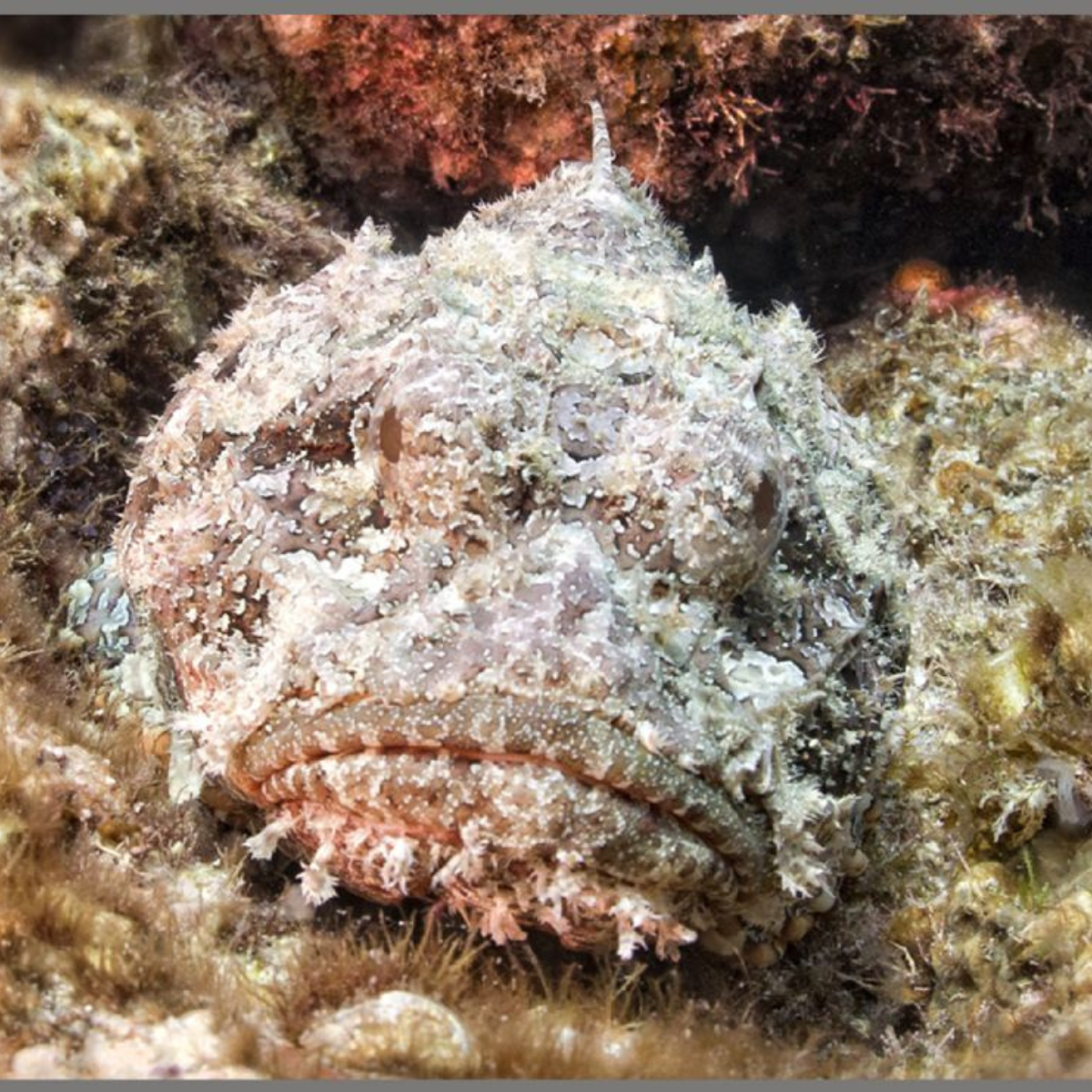 PROIECTOR TIP LANTERNA - CELE MAI PERICULOASE ANIMALE - BRAINSTORM (E4007)