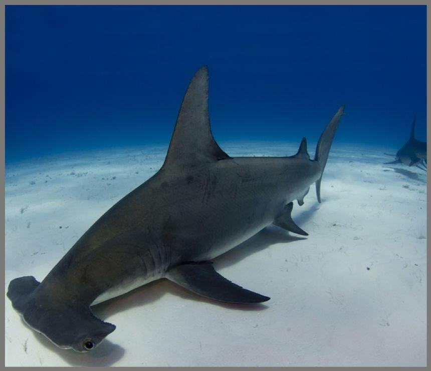 PROIECTOR TIP LANTERNA - RECHINI PERICULOSI - BRAINSTORM (E4001)