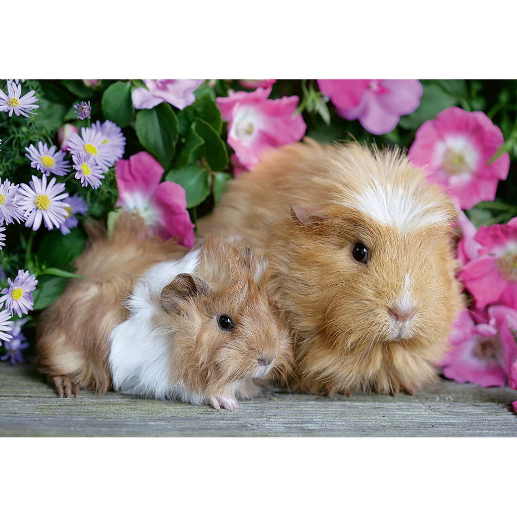 PUZZLE PORCUSOR DE GUINEA SI IEPURAS, 2X12 PIESE - RAVENSBURGER (RVSPC05144) - Libelula Vesela - Jucarii