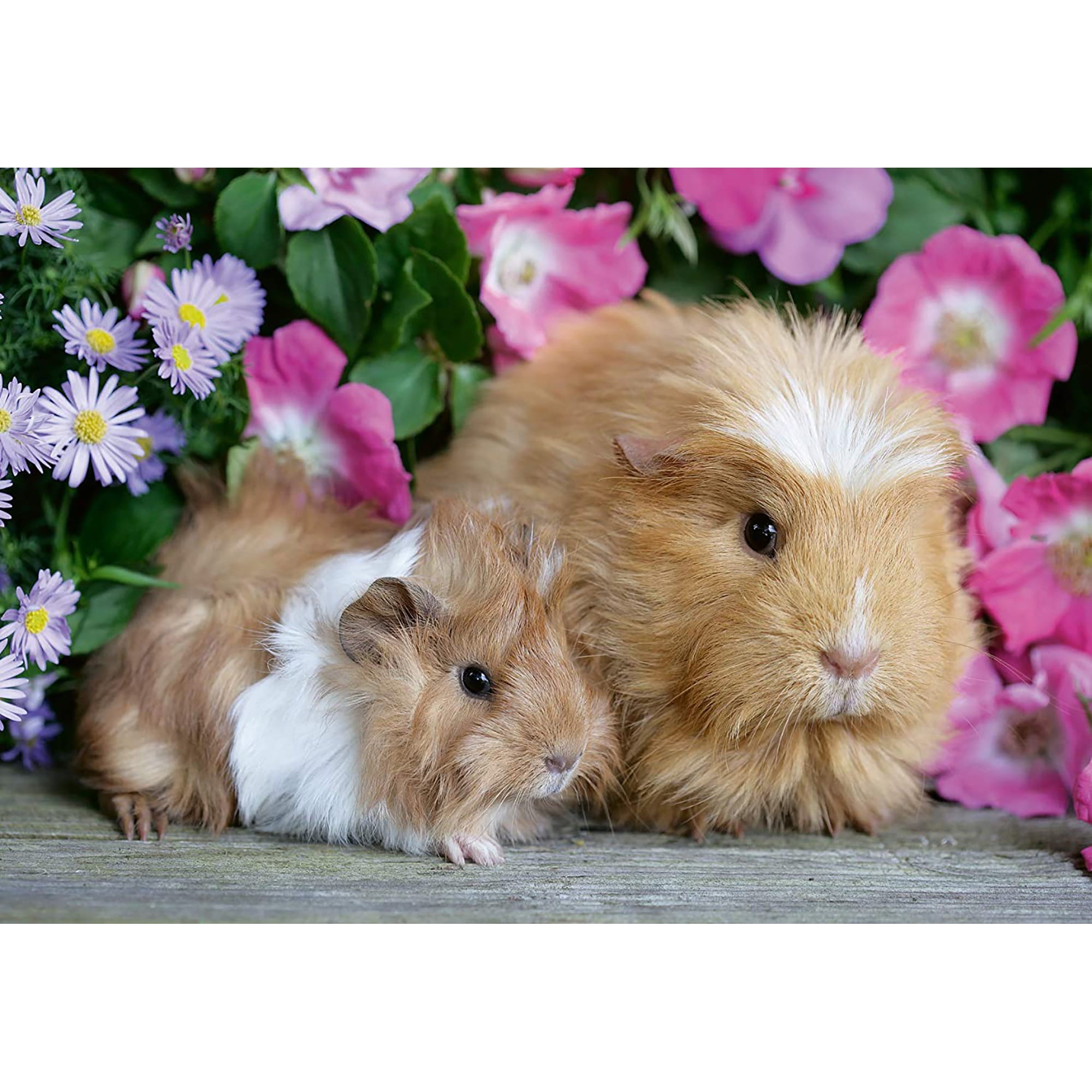 PUZZLE PORCUSOR DE GUINEA SI IEPURAS, 2X12 PIESE - RAVENSBURGER (RVSPC05144) - Libelula Vesela - Jucarii