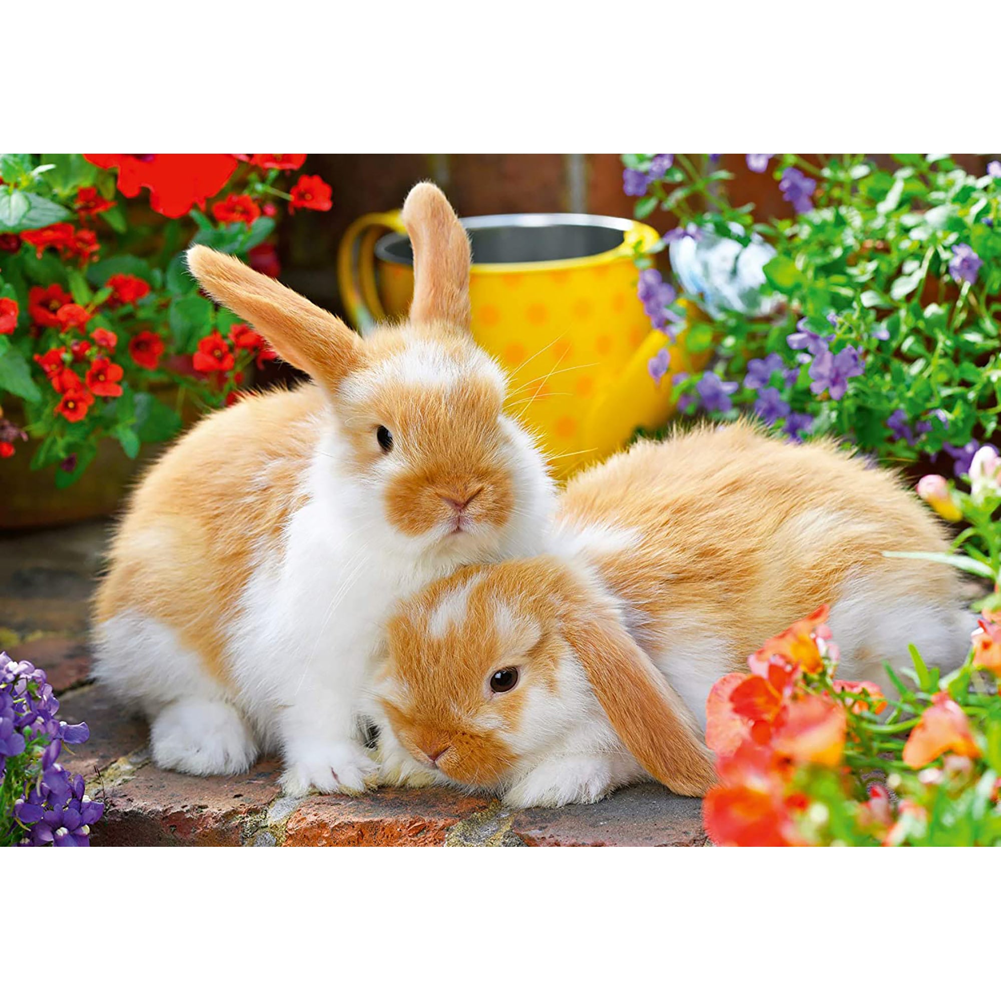 PUZZLE PORCUSOR DE GUINEA SI IEPURAS, 2X12 PIESE - RAVENSBURGER (RVSPC05144) - Libelula Vesela - Jucarii