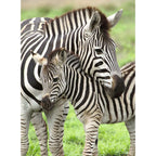 PUZZLE ZEBRE, 300 PIESE - RAVENSBURGER (RVSPC12948) - Libelula Vesela - Jucarii