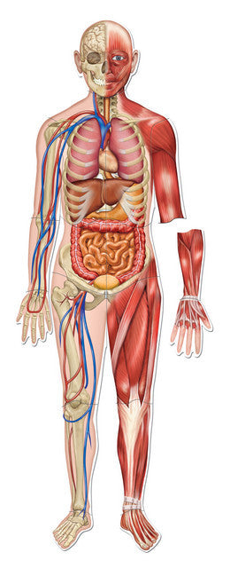 CORPUL UMAN - SET MAGNETIC - LEARNING RESOURCES (LER6044) - Libelula Vesela - Jucarii