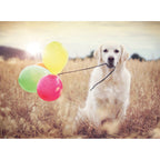 PUZZLE CATEL CU BALOANE, 500 PIESE - RAVENSBURGER (RVSPA16585) - Libelula Vesela - Jucarii