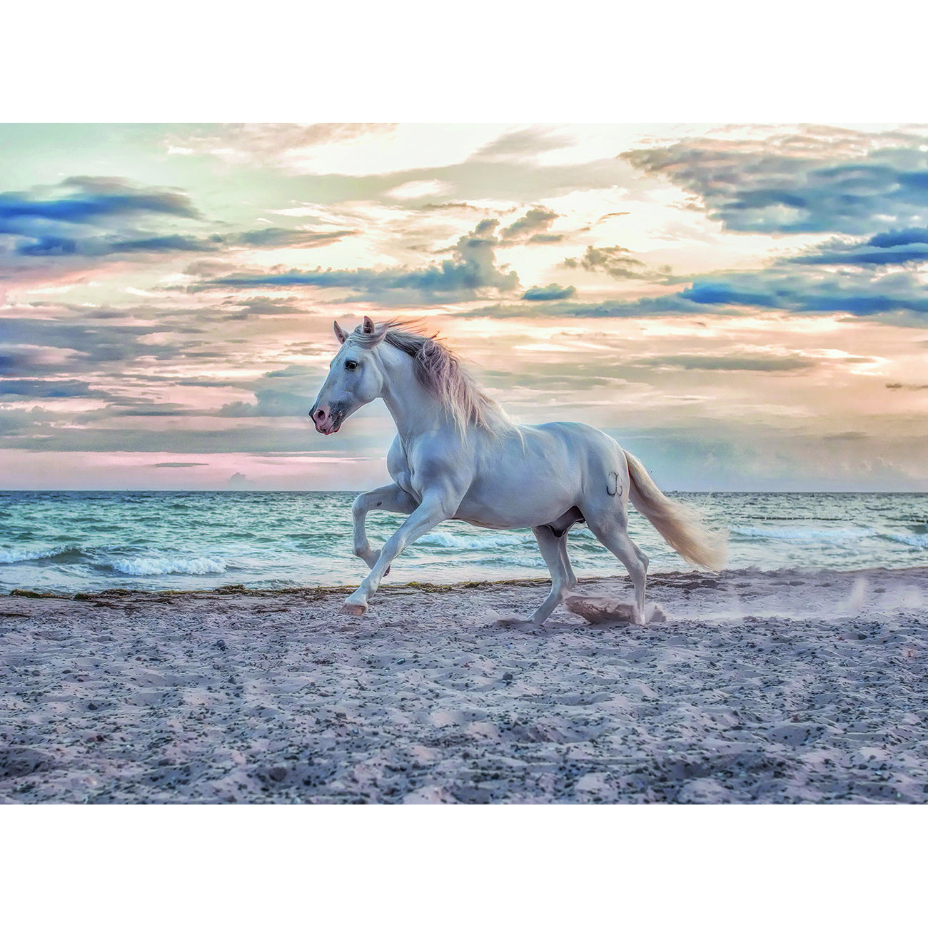 PUZZLE CAL PE PLAJA, 500 PIESE - RAVENSBURGER (RVSPA16586) - Libelula Vesela - Jucarii
