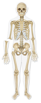 CORPUL UMAN - SET MAGNETIC - LEARNING RESOURCES (LER6044) - Libelula Vesela - Jucarii