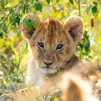 PUZZLE PANDA, LEU SI TIGRU, 3X49 PIESE - RAVENSBURGER (RVSPC05666) - Libelula Vesela - Jucarii