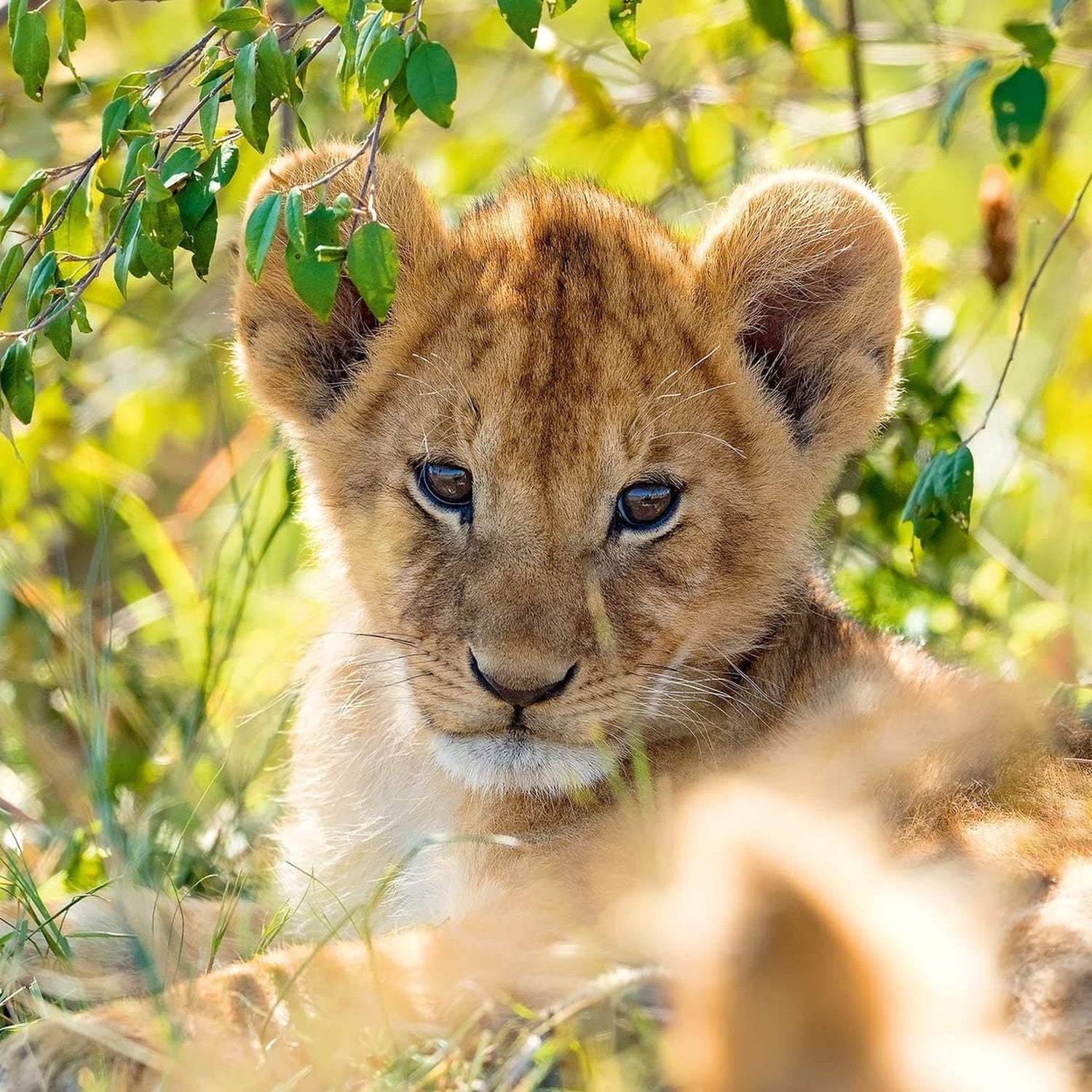 PUZZLE PANDA, LEU SI TIGRU, 3X49 PIESE - RAVENSBURGER (RVSPC05666) - Libelula Vesela - Jucarii