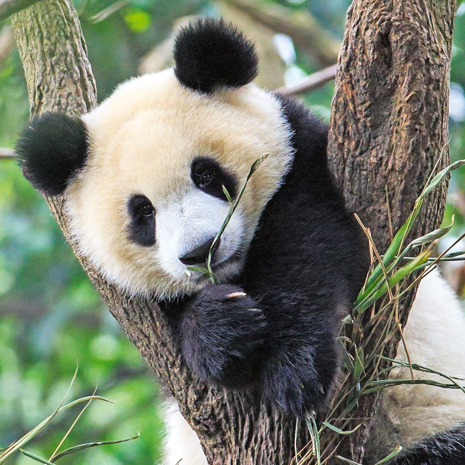 PUZZLE PANDA, LEU SI TIGRU, 3X49 PIESE - RAVENSBURGER (RVSPC05666) - Libelula Vesela - Jucarii