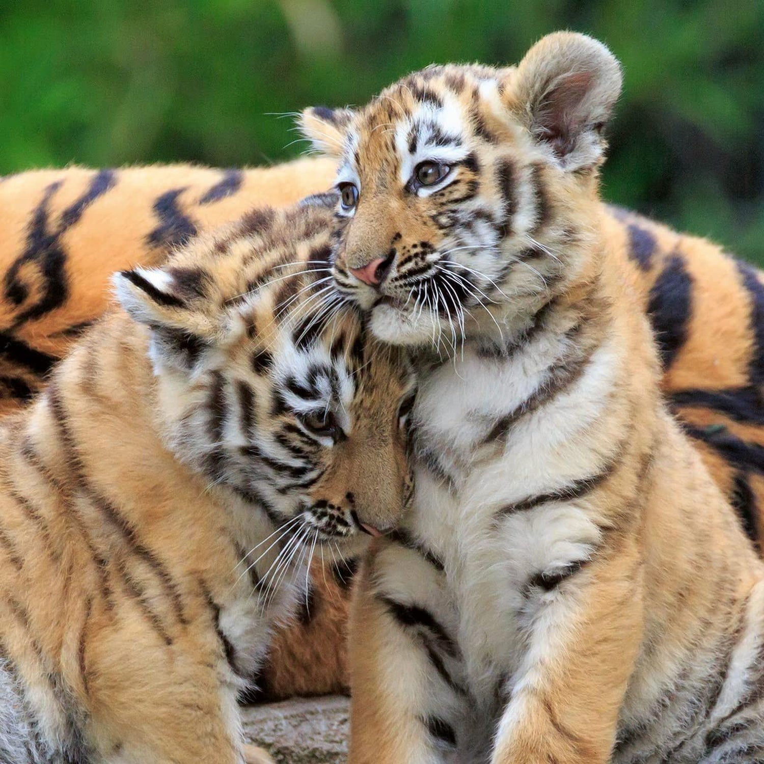 PUZZLE PANDA, LEU SI TIGRU, 3X49 PIESE - RAVENSBURGER (RVSPC05666) - Libelula Vesela - Jucarii