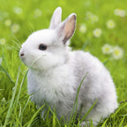 PUZZLE IEPURASI, 3X49 PIESE - RAVENSBURGER (RVSPC08041) - Libelula Vesela - Jucarii