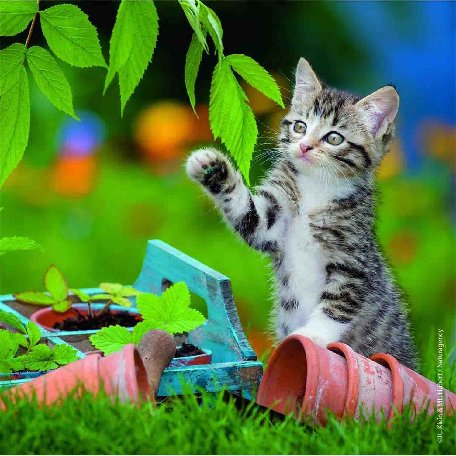 PUZZLE PISICUTE TIGRATE, 3X49 PIESE - RAVENSBURGER (RVSPC08046) - Libelula Vesela - Jucarii