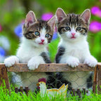 PUZZLE PISICUTE TIGRATE, 3X49 PIESE - RAVENSBURGER (RVSPC08046) - Libelula Vesela - Jucarii