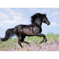PUZZLE CAL, 200 PIESE - RAVENSBURGER (RVSPC12803) - Libelula Vesela - Jucarii