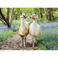 PUZZLE LAME IUBITOARE, 100 PIESE - RAVENSBURGER (RVSPC12941) - Libelula Vesela - Jucarii
