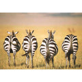 PUZZLE ZEBRE IN SAVANA, 300 PIESE - RAVENSBURGER (RVSPA13312) - Libelula Vesela - Jucarii